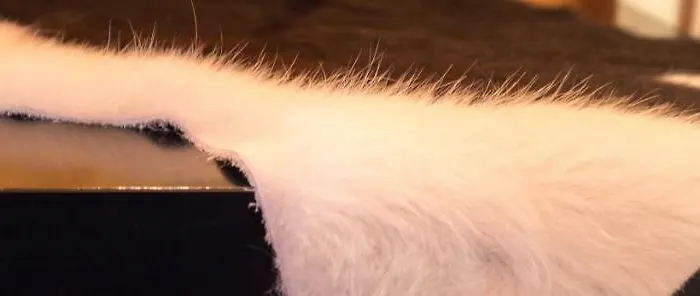 דירה Mynest זיפלד אין טירול